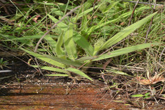 Arundinella ciliata